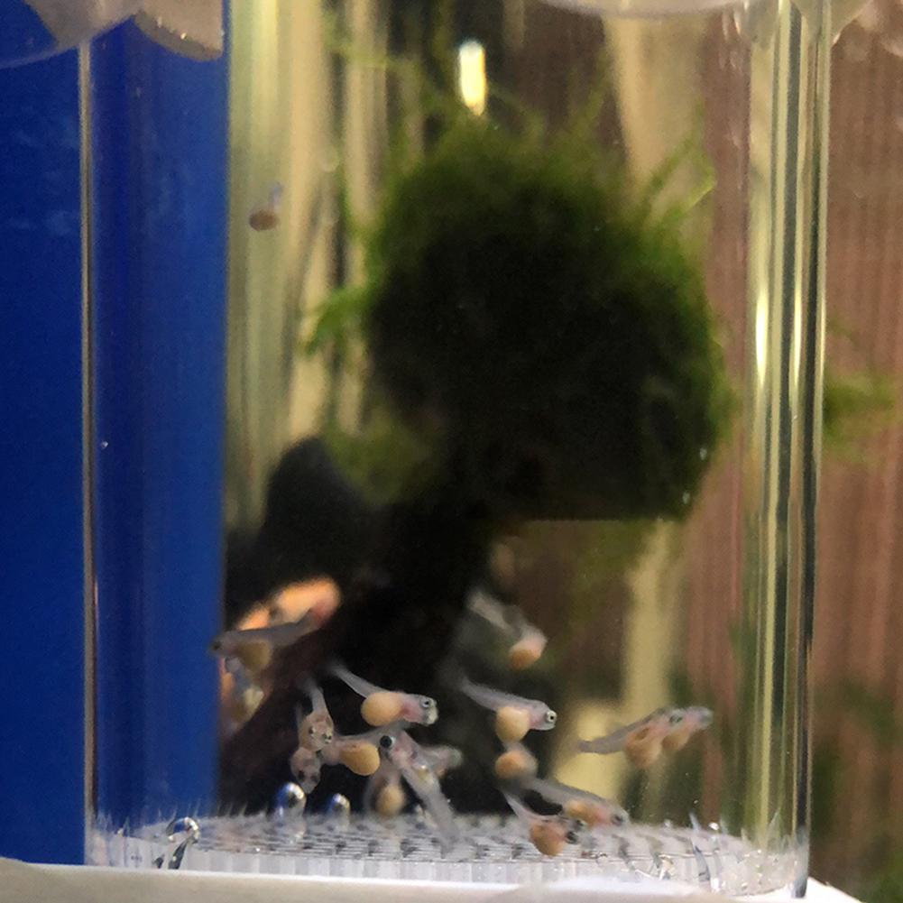ตู้ฟักไข่ปลาขนาด 40 มม. สำหรับ - Aquarium Fish Eggs บทวิจารณ์และราคา