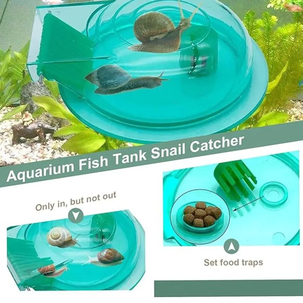 กับดักหอยทากในตู้ปลา น้ำจืด น้ - Aquarium Fish Eggs บทวิจารณ์และราคา