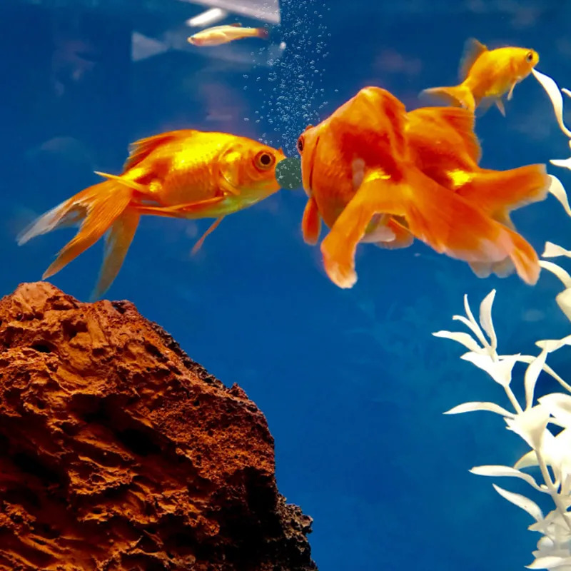 เม็ดสาหร่ายสไปรูลิน่าบริสุทธิ์ - Aquarium Fish Food บทวิจารณ์และราคา